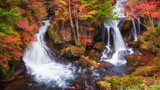 digital mural wallpaper, осень, листья, желтый, пейзаж