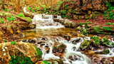 digital mural wallpaper, осень, листья, желтый, пейзаж