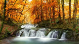 digital mural wallpaper, осень, листья, багряный, природа