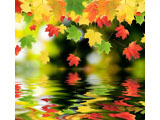 digital mural wallpaper, осень, листья, багряный, природа