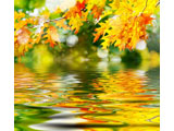 digital mural wallpaper, осень, листья, багряный, природа