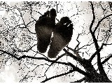 digital mural wallpaper, черно-белый, фотограф, знаменитость, фотообои