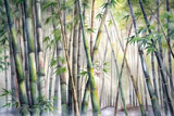 digital mural wallpaper, акварель, бамбук, тропический, лес