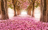 digital mural wallpaper, сад, розовый, природа, деревья
