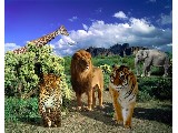 digital mural wallpaper, сафари, дикий, саванна, фотообои