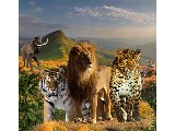 digital mural wallpaper, сафари, дикий, саванна, фотообои