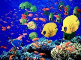 digital mural wallpaper, подводный, рыбы, глубина, вода