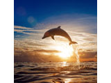 digital mural wallpaper, океан, дельфин, зкат, небо