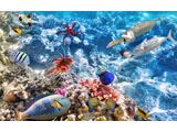 digital mural wallpaper, океан, морская звезда, коралловый риф, рыба